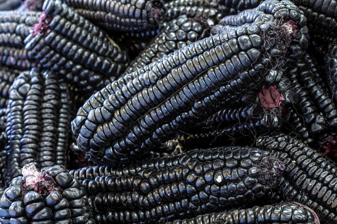 Purple Corn Extract Anthocyanidins