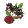 Black Elderberry Extract Powder Anthocyanidiins