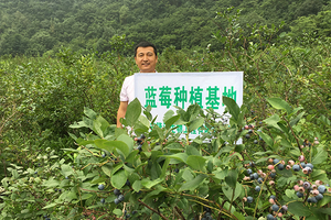 Noong 2015,-ang-kumpanya-aktibong tumugon-sa-national-targeted-poverty-alleviation-policy-and-cooperated-with-local-farmers-in-Jilin-to-establish-blueberry-and-purple -mga-produksyon-mais.